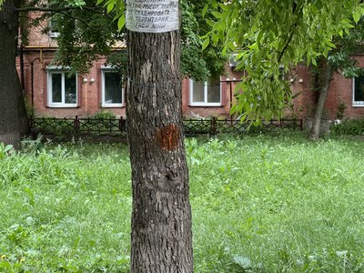 Дерево, яке травмувало дитину у Полтаві, визнали аварійним 5 років тому: чому не спиляли Дерево, яке травмувало дитину у Полтаві, визнали аварійним 5 років тому: чому не спиляли