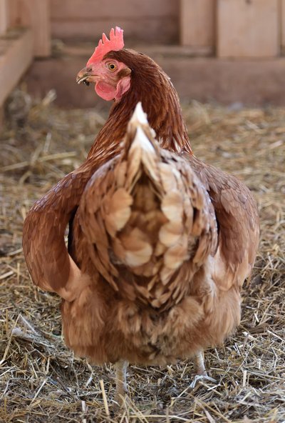 Чому кури взимку не несуться і що робити для їхньої продуктивності: поради науковця Чому кури взимку не несуться і що робити для їхньої продуктивності: поради науковця