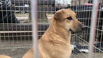 Собака на виставці-прилаштуванні у Миколаєві