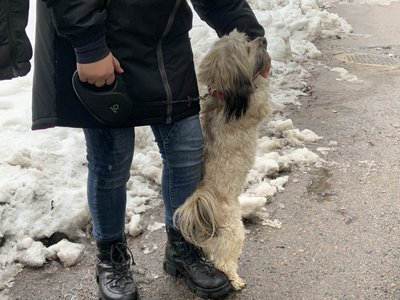 У Києві не пустили дітей в укриття із собакою під час тривоги: деталі інциденту У Києві не пустили дітей в укриття із собакою під час тривоги: деталі інциденту