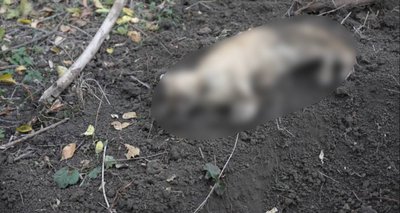 Виявили рештки тварин, купи сміття та щурів: поліція перевіряє притулок поблизу Дніпра Виявили рештки тварин, купи сміття та щурів: поліція перевіряє притулок поблизу Дніпра