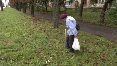 Приймають по шість гривень за кілограм: як люди збирають каштани у Рівному