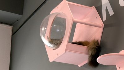 Три роки чекали на дім: двоє котів-друзів із вінницького котопростору їдуть до Відня Три роки чекали на дім: двоє котів-друзів із вінницького котопростору їдуть до Відня