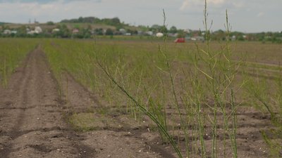 Вирощування спаржі на Франківщині Вирощування спаржі на Франківщині