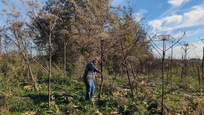 З борщівника — музичні інструменти: п'ять різновидів дощовиць виготовляє ветеринарка з Луцька З борщівника — музичні інструменти: п'ять різновидів дощовиць виготовляє ветеринарка з Луцька