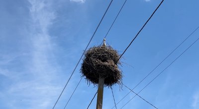 У Шацьку закільцювали 12 пташенят білого лелеки в межах міжнародного проєкту У Шацьку закільцювали 12 пташенят білого лелеки в межах міжнародного проєкту
