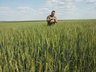 Найбільше соняшника, найменше — вівса: на Кіровоградщині завершили посівну Найбільше соняшника, найменше — вівса: на Кіровоградщині завершили посівну