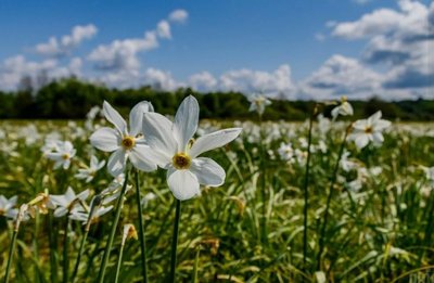 На Закарпатті квітне Долина нарцисів На Закарпатті квітне Долина нарцисів