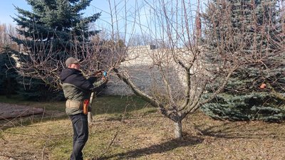 Сад, дерева навесні, обрізка дерев Сад, дерева навесні, обрізка дерев