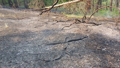 Дерева залишилися цілими: ДСНС про пожежі в Лиманських лісах 4 травня