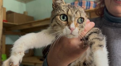 "Я хочу, щоб у кожної тваринки був свій дім": історія котоготелю у Павлограді на Дніпропетровщини "Я хочу, щоб у кожної тваринки був свій дім": історія котоготелю у Павлограді на Дніпропетровщини