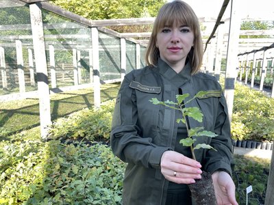 Восени лісівники Полтавщини планують висадити понад мільйон сіянців дерев Восени лісівники Полтавщини планують висадити понад мільйон сіянців дерев