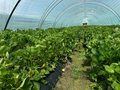 Ціни на полуницю у Львові: що вплинуло на формування вартості Ціни на полуницю у Львові: що вплинуло на формування вартості