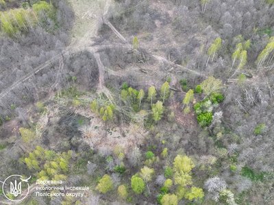 На Житомирщині невідомі незаконно вирубали понад 300 дерев — на місце викликали екологів На Житомирщині невідомі незаконно вирубали понад 300 дерев — на місце викликали екологів