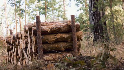Від чого залежить ціна на деревину — роз'яснення черкаського лісівника Від чого залежить ціна на деревину — роз'яснення черкаського лісівника
