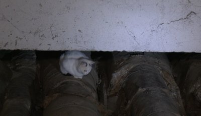 підвал, труби, котик