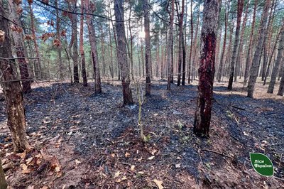 На Черкащині гасили дві пожежі у лісах, спричинені російськими обстрілами На Черкащині гасили дві пожежі у лісах, спричинені російськими обстрілами