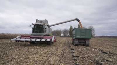 На Вінниччині зібрали чверть врожаю кукурудзи: техніка буксує, зерно — надто вологе На Вінниччині зібрали чверть врожаю кукурудзи: техніка буксує, зерно — надто вологе