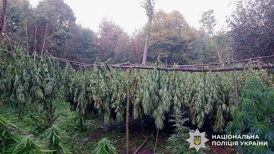 Наркобізнес у лісі: на Вінниччині знайшли понад тисячу кущів конопель Наркобізнес у лісі: на Вінниччині знайшли понад тисячу кущів конопель