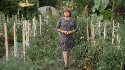 Помідори на городі, і на вікнах — ростуть цілий рік: як жителька Чернігівщини колекціонує томати Помідори на городі, і на вікнах — ростуть цілий рік: як жителька Чернігівщини колекціонує томати
