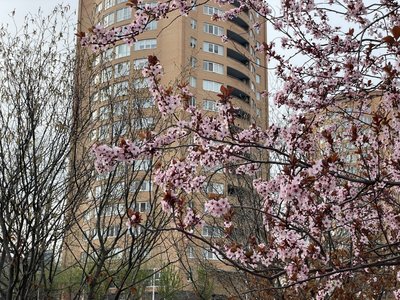 У Дніпрі розквітли сакури та магнолії: фоторепортаж