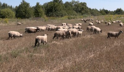 Барани та вівці: досвід фермера з Волині Барани та вівці: досвід фермера з Волині