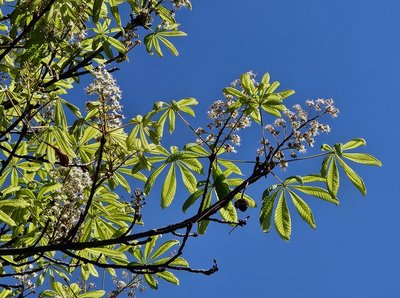 Бузок, вишні та каштани — що цвіте у Житомирі у вересні. Фоторепортаж Бузок, вишні та каштани — що цвіте у Житомирі у вересні. Фоторепортаж
