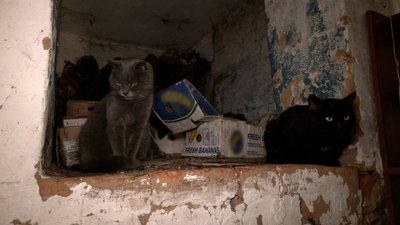 "Їхню біду сприймаю, як свою особисту": на Чернігівщині чоловік влаштував притулок для 30 котів "Їхню біду сприймаю, як свою особисту": на Чернігівщині чоловік влаштував притулок для 30 котів