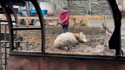 "Підійшла до сараю — назустріч іде корова без очей": що відомо про атаку РФ по фермі на Чернігівщині, де загинула худоба "Підійшла до сараю — назустріч іде корова без очей": що відомо про атаку РФ по фермі на Чернігівщині, де загинула худоба