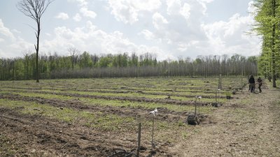 На Вінниччині ветерани війни разом з лісівниками висаджували дерева На Вінниччині ветерани війни разом з лісівниками висаджували дерева