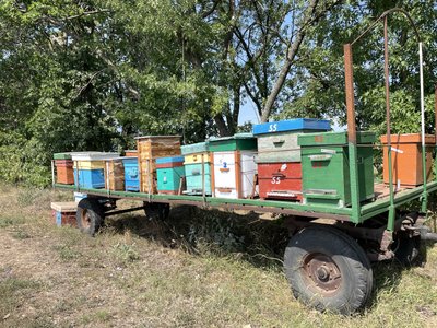 На Полтавщині пасічники завершують збір меду: яким буде урожай 2026-го