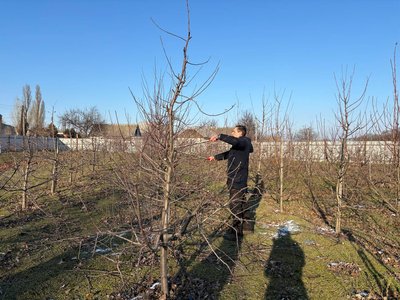 "Це витвір мистецтва": черкаський садівник розповів про весняну обрізку яблунь
