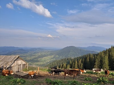 Полонина Веснарка, Карпати, гори, корови Полонина Веснарка, Карпати, гори, корови