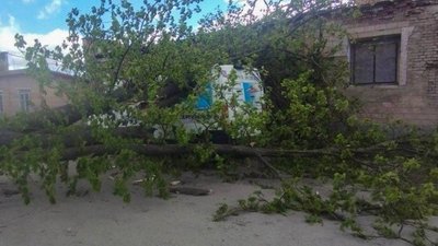 повалило дерева повалило дерева
