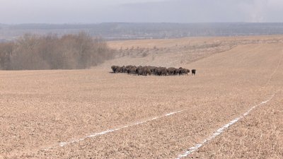 Найбільша популяція в Україні: на Вінниччині підрахували зубрів Найбільша популяція в Україні: на Вінниччині підрахували зубрів