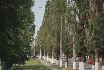 Алея тополь Алея тополь