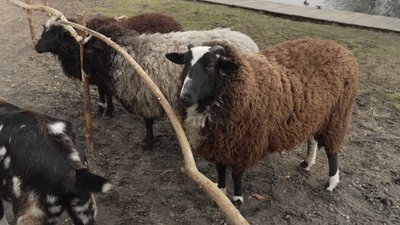 Чотири вівці вбили і ще дві — поранили: зграя псів напала на овець у парку "Оствиця" в Рівному Чотири вівці вбили і ще дві — поранили: зграя псів напала на овець у парку "Оствиця" в Рівному