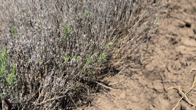 "Мороз вдарив по кореню": на півдні Одещини загинуло лавандове поле