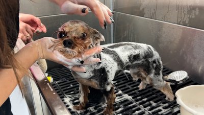 У місті на Рівненщині 21-річна грумерка за грантові кошти відкрила салон для тварин