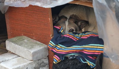 Відморожені хвости та лапи: як допомогти безпритульним тваринам у холоднечу Відморожені хвости та лапи: як допомогти безпритульним тваринам у холоднечу