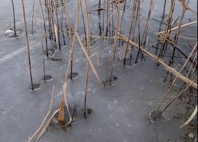 крига, очерет декоративний, провалився під лід крига, очерет декоративний, провалився під лід