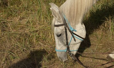 "Коні не винні": черкащанка рятує коней зі скотобоєнь та безпритульних тварин "Коні не винні": черкащанка рятує коней зі скотобоєнь та безпритульних тварин