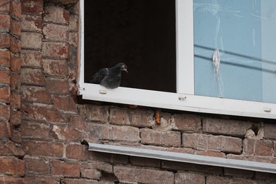 голуб у вікні