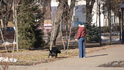 Чи прибирають чернігівці за своїми собаками на вулиці та який штраф їм за це загрожує Чи прибирають чернігівці за своїми собаками на вулиці та який штраф їм за це загрожує