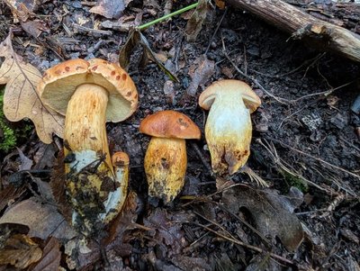 Моховик моравський, Aureoboletus moravicus Моховик моравський, Aureoboletus moravicus