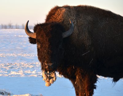 Посуха й нестача кормів загрожують масовою загибеллю копитних у біосферному заповіднику "Асканія-Нова" на ТОТ Херсонщини Посуха й нестача кормів загрожують масовою загибеллю копитних у біосферному заповіднику "Асканія-Нова" на ТОТ Херсонщини