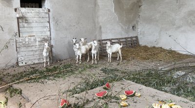 На Черкащині зооволонтери прихистили девʼятьох козенят