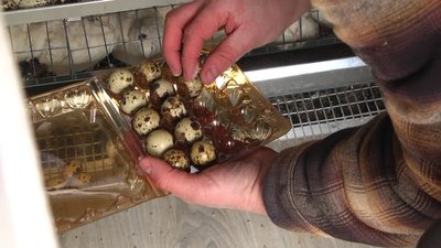 Олександр збирає яйця куріпок Олександр збирає яйця куріпок