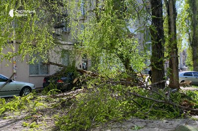 В Одесі через сильний вітер фіксують повалені дерева та пилову бурю, діє штормове попередження