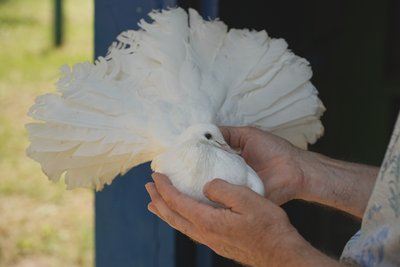 Голуб Олега Гаврішенка на Північній Салтівці у Харкові Голуб Олега Гаврішенка на Північній Салтівці у Харкові